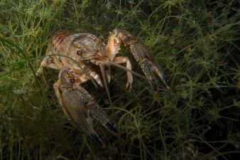 spinycheek_crayfish-cc-ansgar-gruber-wiki